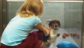 ძაღლების თავშესაფარში სტუმრობისას ბავშვმა იგრძნო ის, რასაც ზრდასრული ადამიანი ვერ მიხვდება (+ვიდეო)