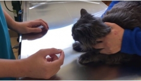 როგორ დავალევინოთ კატას წამალი მარტივად და უსაფრთხოდ? (სასარგებლო ვიდეო)