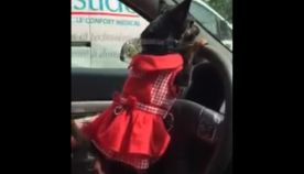 მორულე მამა, მორულე...! ქართველი ოჯახი პატარა ძაღლს მანქანის მართვას ასწავლის (სახალისო ვიდეო)