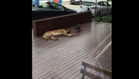 კატამ მძინარე ძაღლის ნებისყოფის შემოწმება გადაწყვიტა (სახალისო ვიდეო)