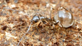 თაფლის ტკბილი ჭიანჭველები