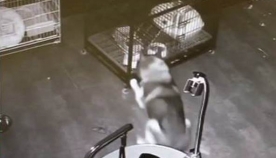 ჰასკის ჯიშის ძაღლმა ვეტერინარული კლინიკიდან გაქცევა სცადა და გზად თავისი მეგობრები გაათავისუფლა (+ვიდეო)
