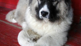 თბილისში კავკასიური ნაგაზებისა და ქართული მთის ძაღლების XVI ეროვნული გამოფენა გაიმართა (+ფოტო)