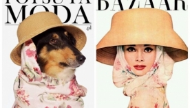 საქველმოქმედო აქცია: უპატრონო ძაღლები Fashion-მოდელები გახდნენ
