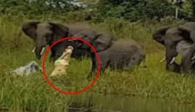 ტურისტი საოცარი ფაქტის მომსწრე გახდა, როდესაც მდინარის ნაპირთან მისულ სპილოების ოჯახს ვიდეოზე იღებდა