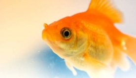 სპეციალისტები: თევზები ტკივილს ისევე გრძნობენ, როგორც ადამიანები