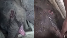 პატარა სპილო 5 საათი შეუჩერებლად ტიროდა მას შემდეგ, რაც დედას დააშორეს