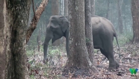 რატომ უშვებს სპილო ბოლს? (+ვიდეო)