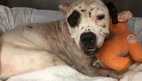 სევდიანმა ძაღლმა ძაღლების ჩხუბიდან გადარჩენის შემდეგ პირველად გაიღიმა (+ვიდეო)
