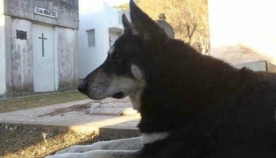მოკვდა ძაღლი, რომელიც 11 წელი პატრონის საფლავს არ ტოვებდა