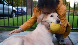 თერაპევტი ძაღლები ორლანდოში სროლის დროს დაზარალებულებს ეხმარებოდნენ