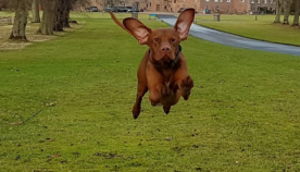 შოტლანდიაში ცხოვრობს ბედნიერი ძაღლი, რომელიც სირბილისას მიწას თითქმის არ ეხება