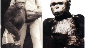 რა ბედი ეწია ადამიანისა და მაიმუნის ჰიბრიდს – საიდუმლო ექსპერიმენტი