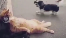 რას აკეთებს კატა, როდესაც აგრესიულად განწყობილი ძაღლი უახლოვდება (სახალისო ვიდეო)