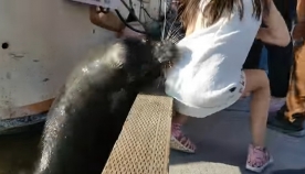 ზღვის ლომი პატარა გოგონას კაბაზე სწვდა და წყალში ჩაითრია… (+ვიდეო)