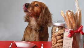 10 შეცდომა ძაღლის კვებისას