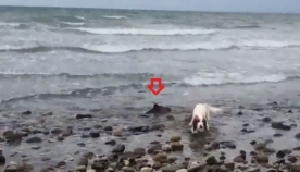 ძაღლმა პატარა დელფინი გადაარჩინა (+ვიდეო)