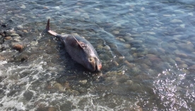 გონიოში ზღვამ მკვდარი დელფინი გამორიყა (+ვიდეო)