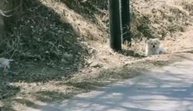 ძაღლები ერთი თვე დარაჯობდნენ მეგობარს, რომელიც მანქანამ იმსხვერპლა (ემოციური ვიდეო)