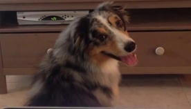 ძაღლი, რომელსაც ტელევიზორის ყურება უზომოდ უყვარს, ინტერნეტ ვარსკვლავი გახდა (+ვიდეო)
