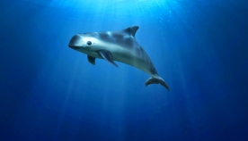 ”ზღვის პანდა” - ყველაზე პატარა დელფინი მსოფლიოში (+ვიდეო)