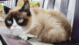 ბევრისთვის საყვარელი კატა Grumpy cat-ი 7 წლის ასაკში მოკვდა