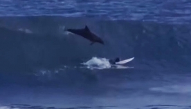 ტალღებზე ცურვისას მოულოდნელად სერფერს დელფინი თავზე გადაევლო (+ვიდეო)
