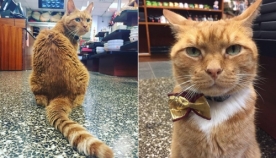 კატა ბობო 9 წელია, მაღაზიაში მუშაობს