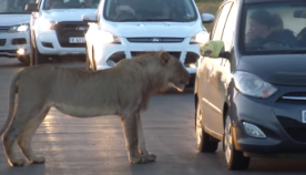ლომმა ტურისტებით სავსე ავტომობილის კარის გაღება სცადა (+ვიდეო)