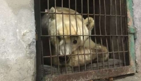 განთავისუფლებულმა ცირკის დათვმა ცხოვრებაში თოვლი პირველად იხილა (ემოციური ვიდეო)