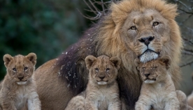 მსოფლიო დიდი კატების გარეშე: სპეციალისტებმა ლომების სრული გადაშენება იწინასწარმეტყველეს