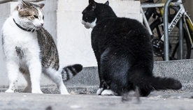 ბრიტანეთის საგარეო საქმეთა მინისტრის კატა პრემიერის სახლიდან მიაბრძანეს