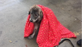 ძაღლს, რომელიც წვიმაში მიატოვეს, განძრევისაც კი ეშინოდა