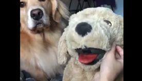 ძაღლის რეაქცია, როდესაც პატრონი მის საყვარელ სათამაშოს ეფერება... (+ვიდეო)