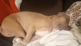 ძაღლმა, რომელსაც პოსტზე ჩაეძინა, ძალიან სასაცილოდ გაიღვიძა (+ვიდეო)