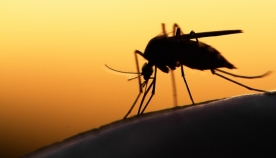მოიძებნა ახსნა იმისა, თუ რატომ კბენენ კოღოები ერთ ადამიანს უფრო ხშირად, ვიდრე მეორეს