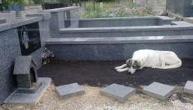 თბილისელი "ჰაჩიკო" - ძაღლი, რომელიც პატრონის საფლავს მეხუთე თვეა არ ტოვებს