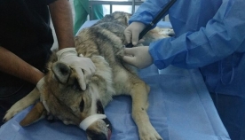ცხოველთა მონიტორინგის სამსახურის უფროსი - ექსპერტები ადასტურებენ, რომ თბილისში ნაპოვნი ცხოველი ვიზუალურად მგელია 