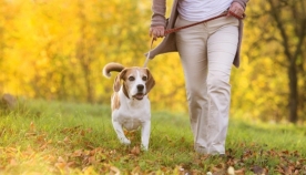წესები, რომლებიც უნდა დავიცვათ ძაღლის სეირნობისას