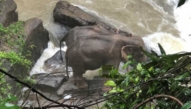 11 სპილო დაიღუპა მას შემდეგ, რაც ჩანჩქერის ძლიერ დინებაში  პატარა სპილოს გადარჩენას ცდილობდნენ