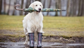 ძაღლის საწვიმარი და ამოტრიალებული ქოლგა: დავიცვათ ჩვენი მეგობრები წვიმისგან