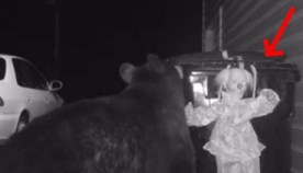 როგორ იცავს ოჯახი  ეზოში მდგარ ურნას დათვებისგან? (+ვიდეო)