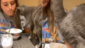 თავხედმა კატამ პატრონს სადილი "ჩაუშხამა" (სახალისო ვიდეო)