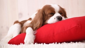 რა ვიცით ძაღლის ძილის შესახებ