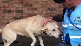 წყალდიდობის დროს მიტოვებული ძაღლის გულწრფელი ემოცია მაშველების გამოჩენისას (ემოციური ვიდეო)