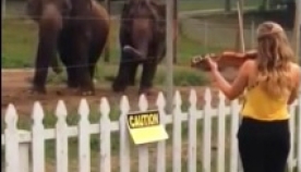 უეცრად ორივე სპილო ვიოლინოს ჰანგებზე აცეკვდა... (+ვიდეო)