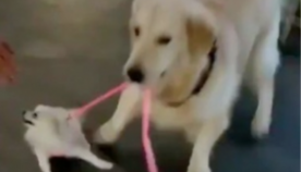 ოქროსფერმა რეტრივერმა პატარა ძაღლის გატაცება სცადა (სახალისო ვიდეო)