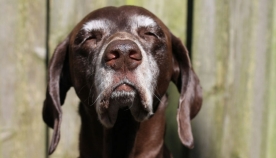 სტრესმა შეიძლება, ძაღლებში ნაადრევი გაჭაღარავება გამოიწვიოს