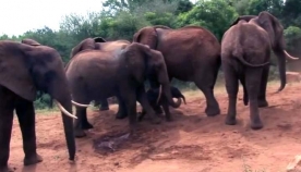ის თავის გადამრჩენლებთან დაბრუნდა, რომ ემშობიარა.. მაგრამ არავის ეგონა, რომ სხვა სპილოები ასე მოიქცეოდნენ.. (+ვიდეო)