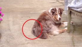 ფრინველი ძაღლს ბეწვს აცლის, რათა ბუდე გააკეთოს (+ვიდეო)